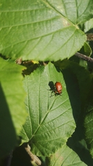 Apoderus coryli
