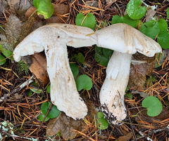 Tricholoma pardinum