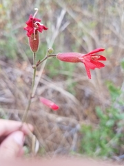 Silene laciniata laciniata