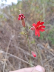 Silene laciniata laciniata