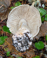 Tricholoma pardinum