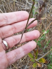 Silene laciniata laciniata