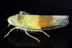 Typhlocyba transviridis