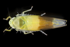 Typhlocyba transviridis