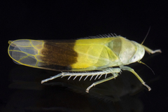 Typhlocyba transviridis