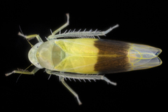 Typhlocyba transviridis