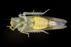 Typhlocyba transviridis