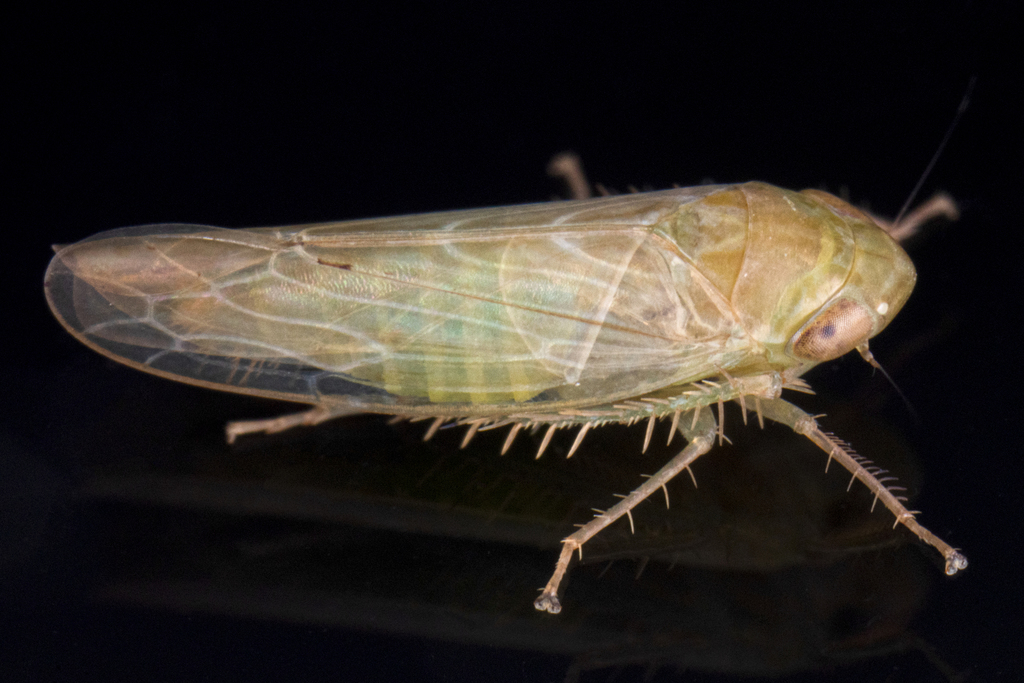Doleranus vividus