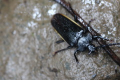Solenoptera