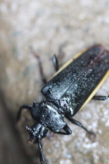 Solenoptera