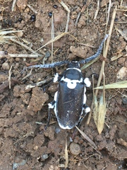 Prionus besikanus