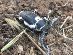 Prionus besikanus