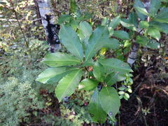Melicytus macrophyllus