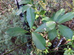 Melicytus macrophyllus