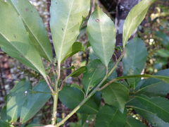 Melicytus macrophyllus