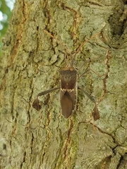 Leptoglossus zonatus