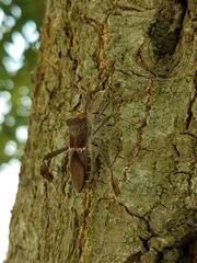 Leptoglossus zonatus