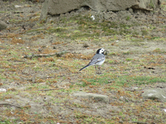 Motacilla alba