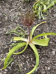 Allium schubertii