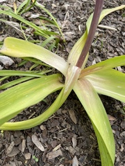 Allium schubertii
