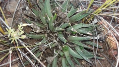 Acrodon subulatus