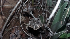 Acrodon subulatus