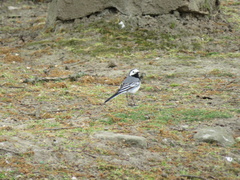 Motacilla alba