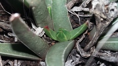 Acrodon subulatus