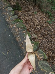 Angiospermae