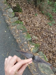 Angiospermae