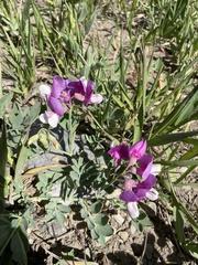 Lathyrus polymorphus incanus