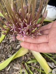 Allium schubertii