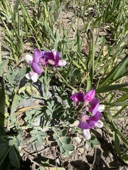 Lathyrus polymorphus incanus