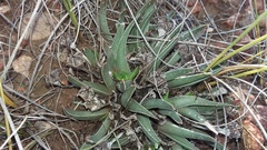 Acrodon subulatus