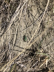 Cicindela decemnotata