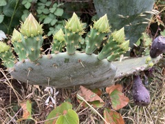 Opuntia tunoidea
