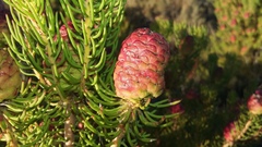 Leucadendron teretifolium