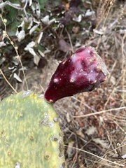 Opuntia tunoidea