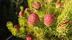 Leucadendron teretifolium