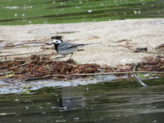 Motacilla alba