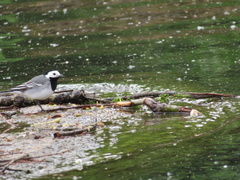 Motacilla alba