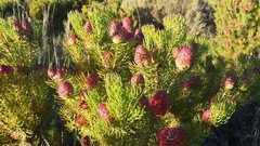 Leucadendron teretifolium