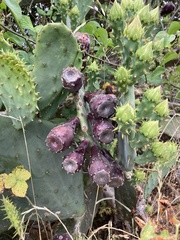 Opuntia tunoidea
