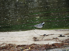 Motacilla alba