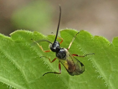 Limneriini