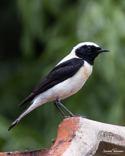 Eastern Black-eared Wheatear