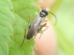 Limneriini