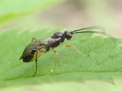 Limneriini