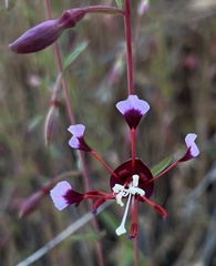 Clarkia springvillensis