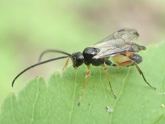 Limneriini